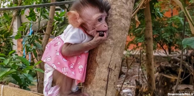 عکس میمون زن و شوهر