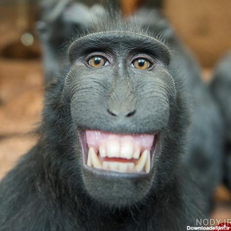 عکس میمون زن و شوهر