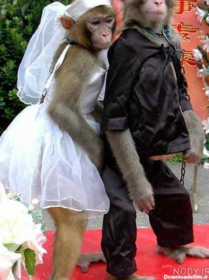 عکس میمون زن و شوهر