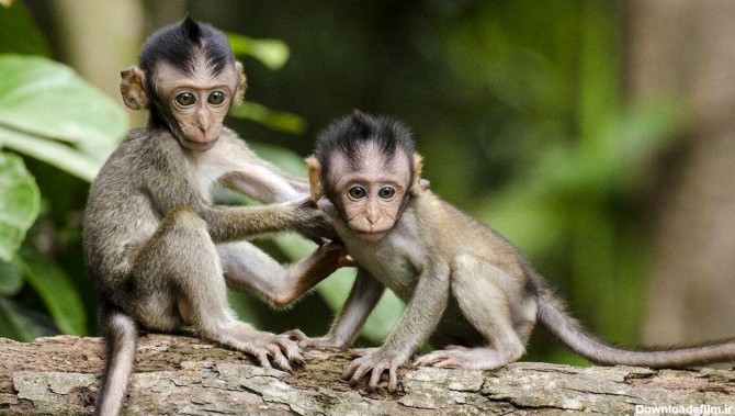 عکس میمون زن و شوهر