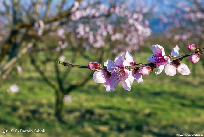 عکس طبیعت در بهار