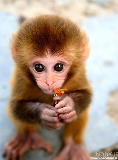 عکس میمون زن و شوهر