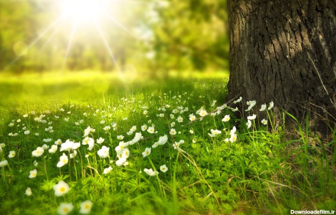 عکس چمن برای ادیت