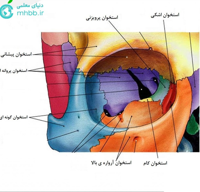 در چشم سالم تصویر اجسام چگونه تشکیل میشود