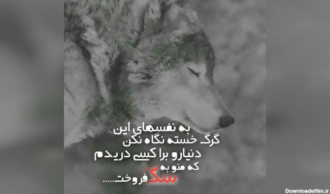 عکس نوشته از گرگ