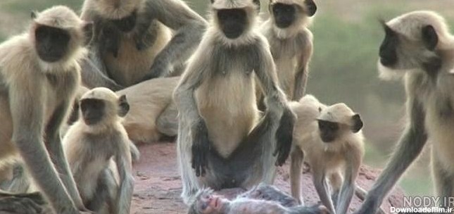عکس میمون زن و شوهر