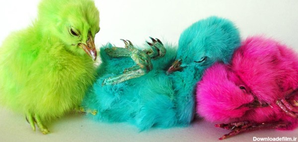 عکس جوجه سبز و صورتی