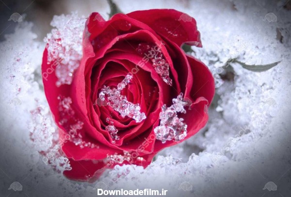 عکس گل رز قرمز در باران
