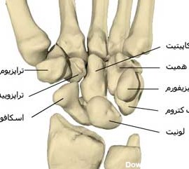 عکس از استخوان مچ دست