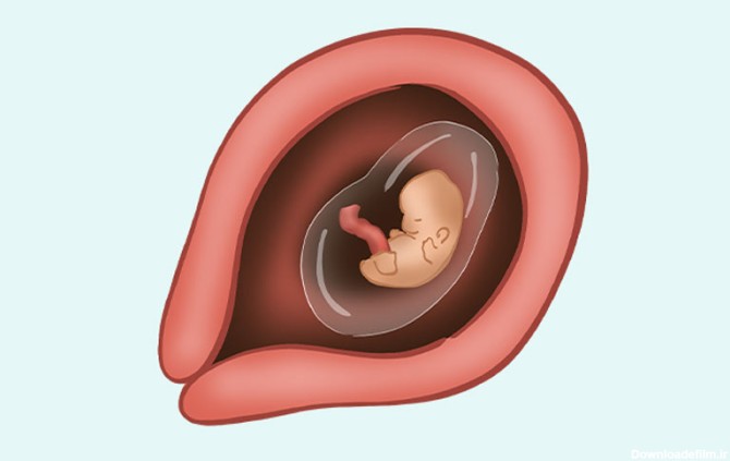 عکس جنین سقط شده هفت هفته