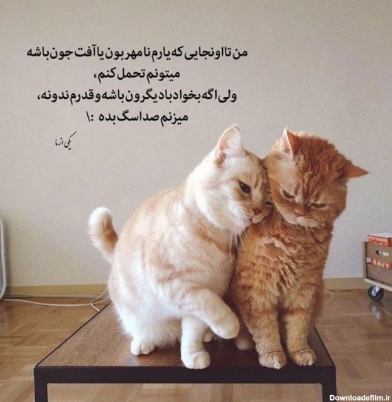 عکس نوشته گربه