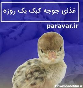 عکس جوجه کبک یک ماهه