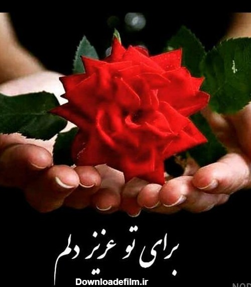 عکسهای گل زیبا عاشقانه