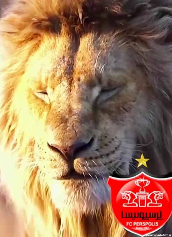 عکس شیر تیم پرسپولیس