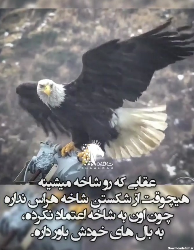 عکس نوشته عقاب مغرور