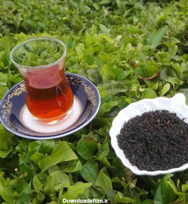 عکس چای بهاره