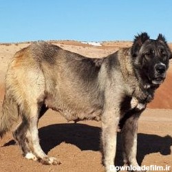 دانلود عکس سگ سرابی اصیل