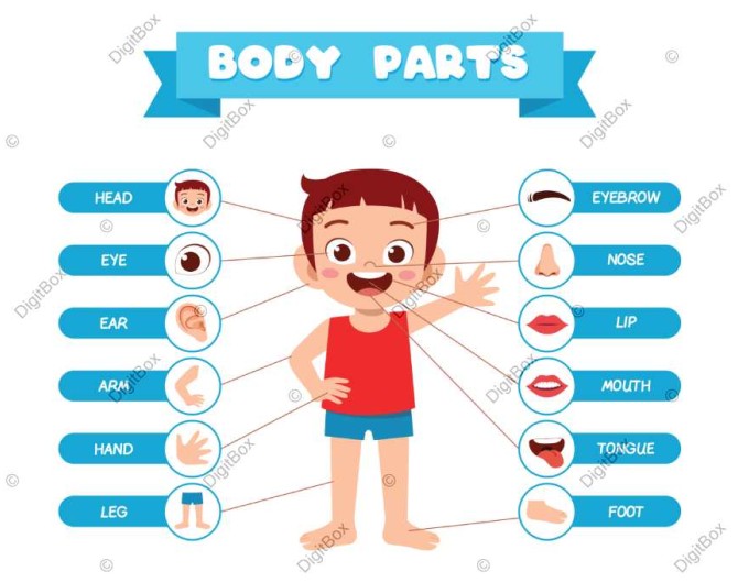 اعضای بدن به انگلیسی با تصویر