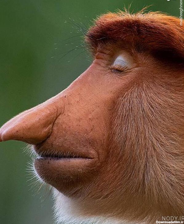 عکس میمون زن و شوهر