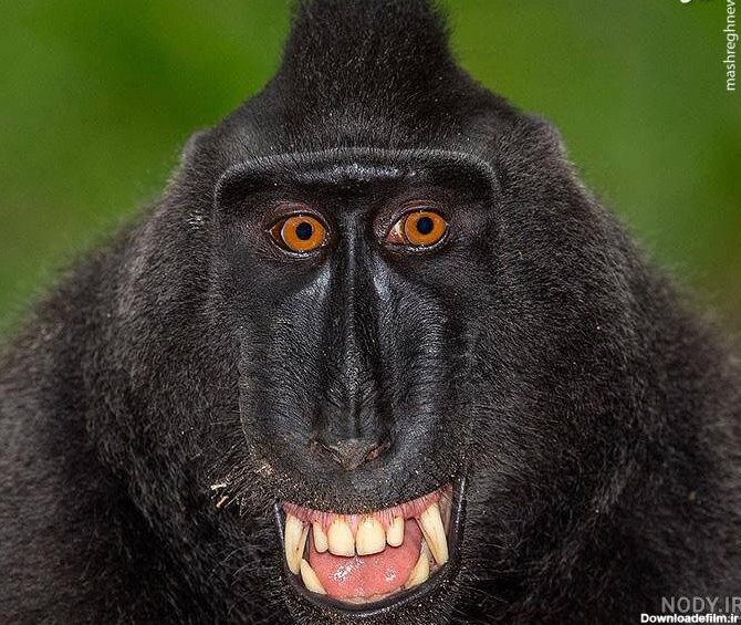 عکس میمون زن و شوهر