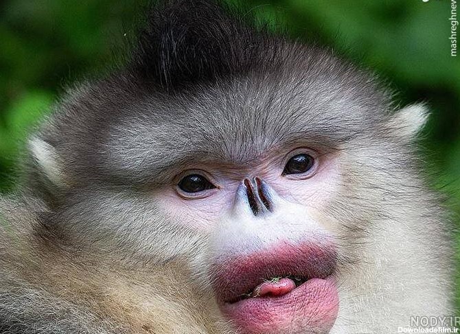 عکس میمون زن و شوهر