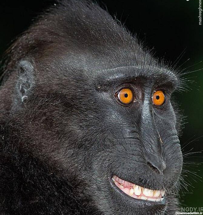 عکس میمون زن و شوهر