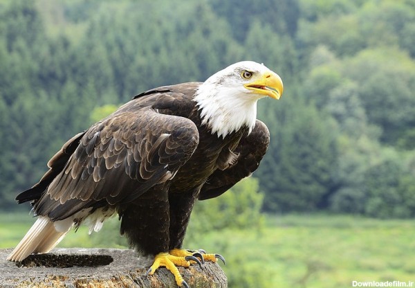 تصویر زمینه فول اچ دی عقاب