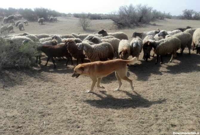 عکس سگ گله گوسفندان