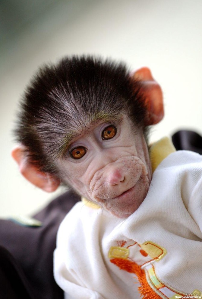 عکس میمون زن و شوهر