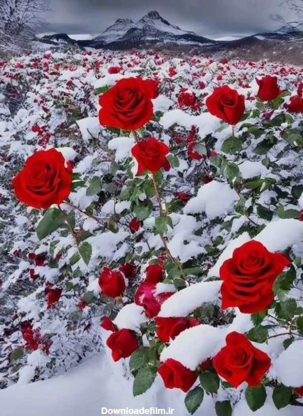 عکس گل رز قرمز در باران