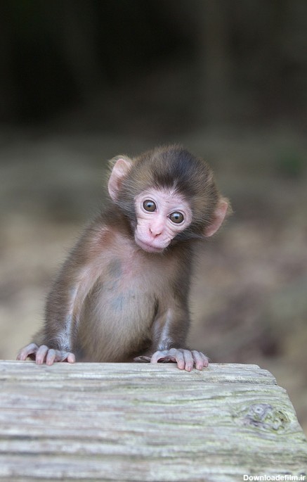 عکس میمون زن و شوهر