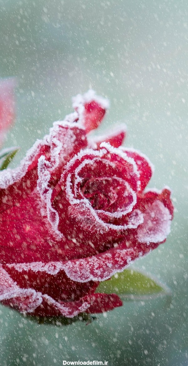 عکس گل رز قرمز در باران