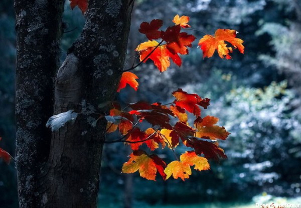 عکس پروفایل گل زیبا پاییزی