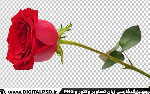 دانلود عکس شاخه گل رز