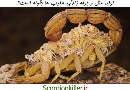 عکس بچه عقرب