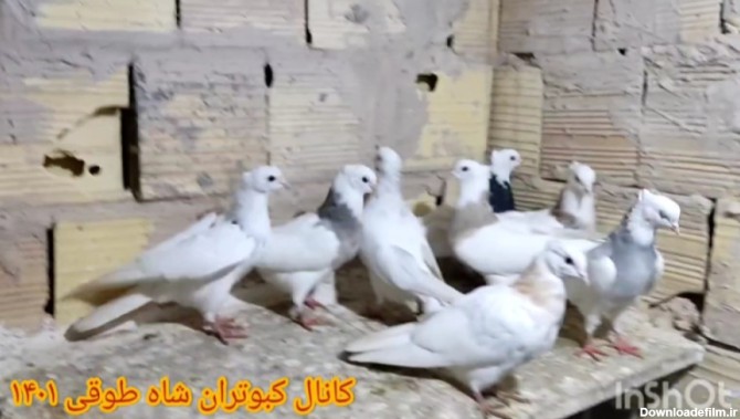 عکس جوجه طوقی