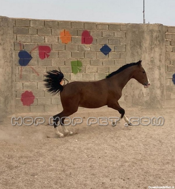 عکس بچه اسب ایرانی