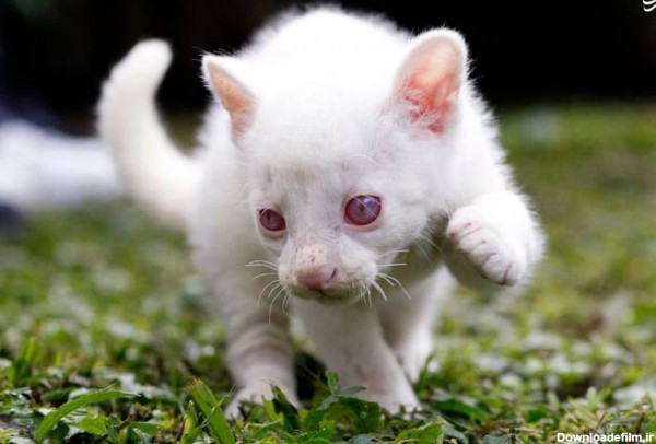 تصاویر جگوار سفید