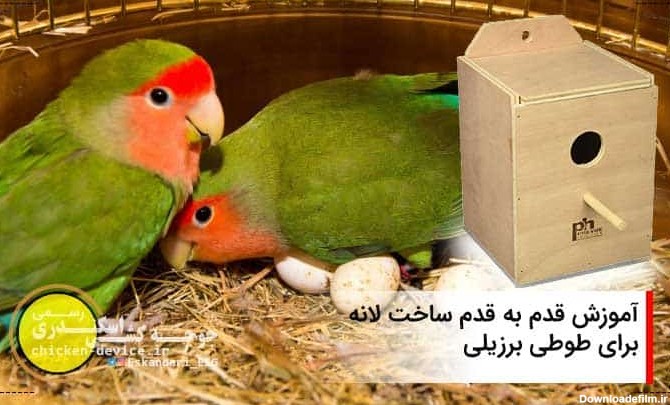 عکس لانه ی طوطی برزیلی