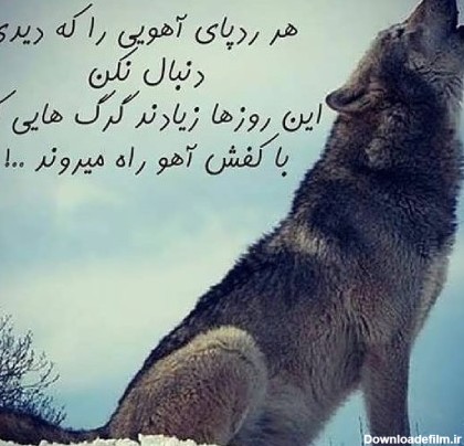 عکس نوشته با گرگ