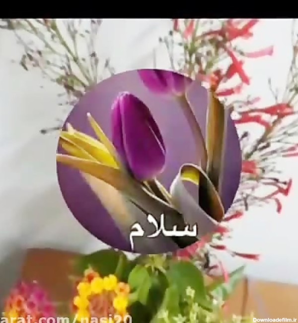 عکس گل و سلام صبح بخیر