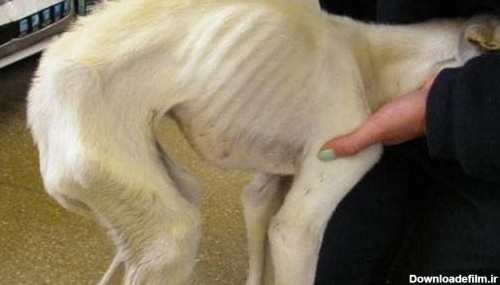 عکس بچه های لاغر