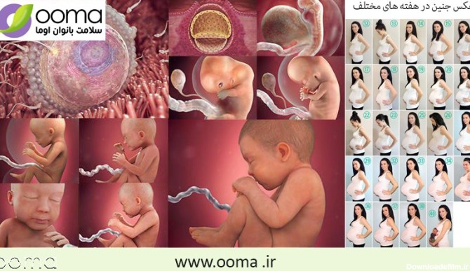 عکس جنین سقط شده در هفته نهم