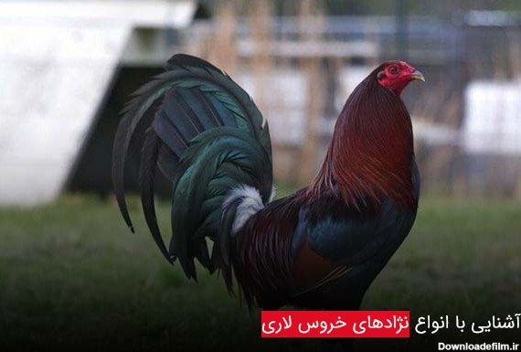 عکس بهترین خروس لاری جهان