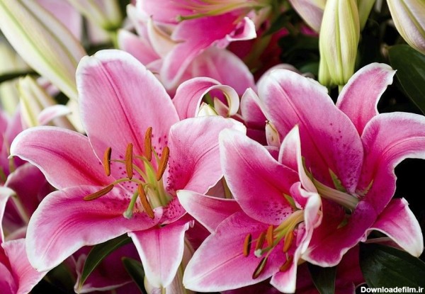 عکس گل سوسن برای پروفایل