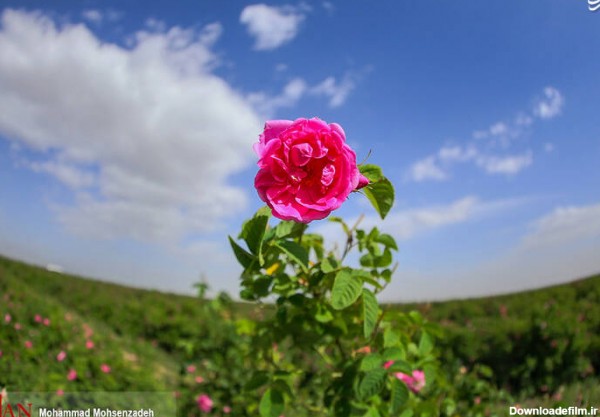 عکس از گل محمدی