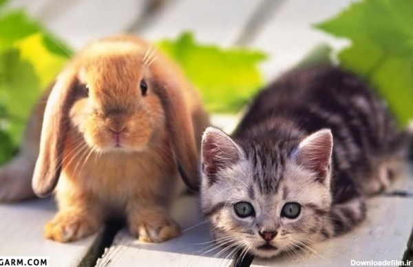 عکس بچه خرگوش بانمک