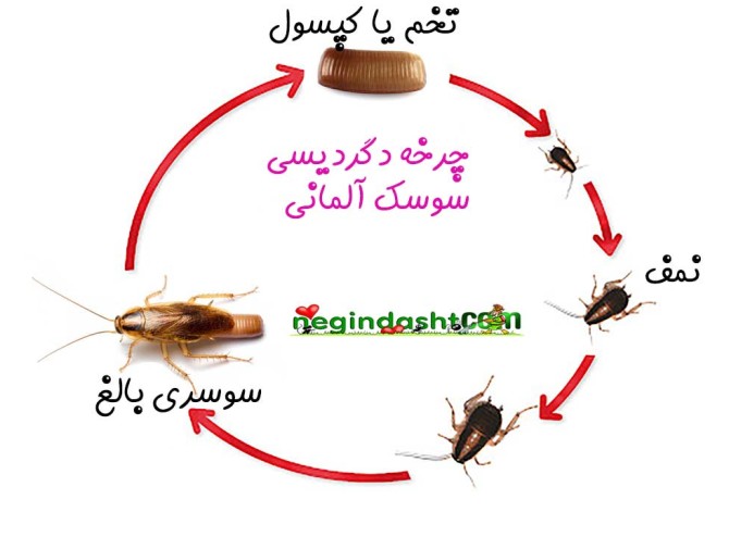 عکس بچه سوسک المانی