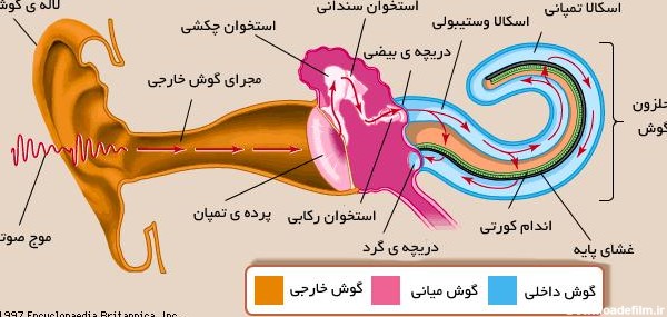 عکس داخل گوش انسان