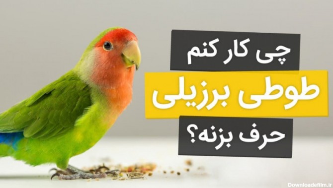 عکس طوطی حرف زدن